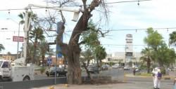 Incrementan llamados por presencia de abejas en Ahome