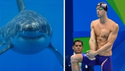 Michael Phelps, ¿podrá ganarle a un tiburón blanco?
