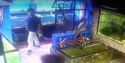 Hombre roba peces y los guarda en la bolsa del pantalón