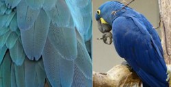 Descubren nueva especie de loro en Yucatán