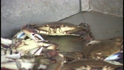 Primero de julio se libera veda de jaiba