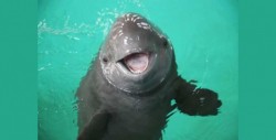 Celebran veda permanente en hábitat de vaquita marina