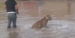 Hombre pasea un tigre y la gente entra en pánico ¡cuando se suelta!