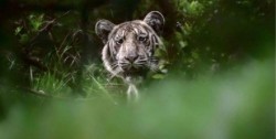 Por primera vez logran fotografiar a una de las más raras especies 'tigre pálido'