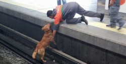Perro habría muerto arrollado por el metro tras omisión de autoridades