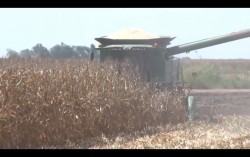 Más plazos para definir ingreso objetivo de maíz y trigo