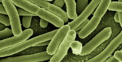 Logran guardar un GIF en el ADN de una bacteria fecal