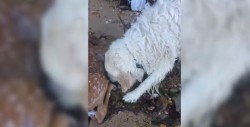 #Video ¡Increíble! Perro se lanza al agua para salvar a un ciervo