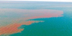 Meterte a nadar en esta playa de México podría afectar tu salud