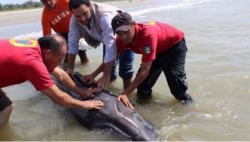 Ballenato herido en una playa es rescatado por Profepa