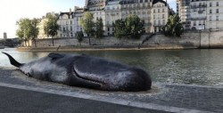 Concientización: Encallan 'ballena muerta' en el corazón de París