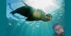Baja California Sur prohíbe nadar con lobos marinos