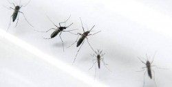 Invaden mosquitos a Mazatlán