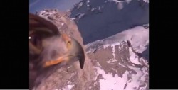 #Video GoPro muestra un águila volando por los Alpes