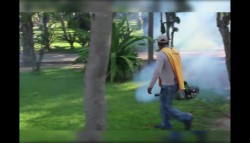 Fumigan en Acuario y jardín botánico ante la proliferación de moscos