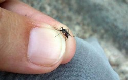 Sólo hay 12 casos de dengue confirmados en la región