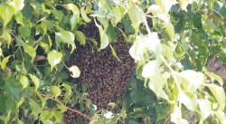 Hasta 20 reportes de abejas al día atienden Bomberos