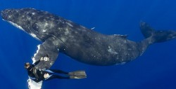 Los encuentros más increíbles de humanos con ballenas