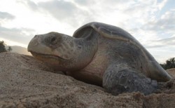 200 nidos de tortuga marina rescatados iniciando la temporada