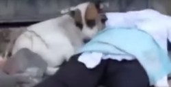 #Video Perro llora al ver morir baleado a su dueño