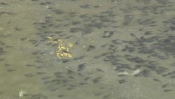 Charco genera fauna nociva
