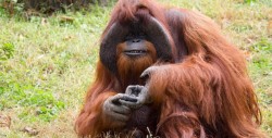 Muere famoso orangután que aprendió lenguaje de señas
