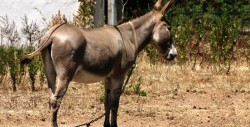 Sujetos violan a una burra y contraen rabia