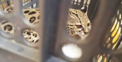Encuentran Ocelote en el interior del IMSS en Culiacán