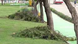 Más de 300 árboles cayeron por lluvia y viento