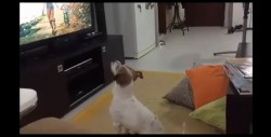 #Video El fan número 1 de "Despacito" es... un perrito