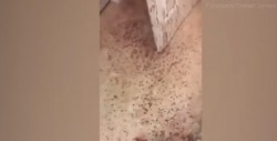 Regresan a su casa y la encuentran llena de sangre