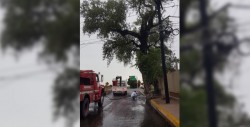 Se incendia árbol tras caerle un rayo