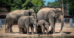 Zoo en Texas resguarda sus animales ante llegada de huracán "Harvey"