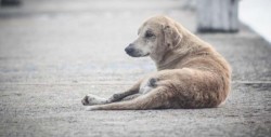 Detienen a hombre por quemar y golpear a un perro en Ecatepec
