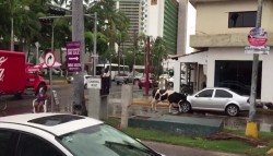 Vaca turista en Mazatlán