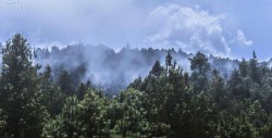 Calentamiento global ponen en riesgo bosques mexicanos