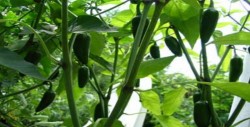 Productores se preparan para la siembra de chile