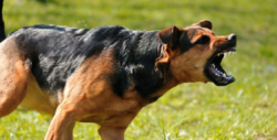 Perros callejeros: del abandono a la violencia