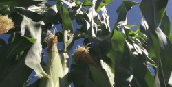 Solicita Gobernador a Hacienda agilice pagos a productores
