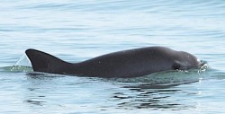 En México ya se prepara acuario para resguardar a vaquitas marinas