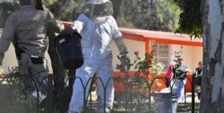 Enjambre de abejas ataca a niños en primaria