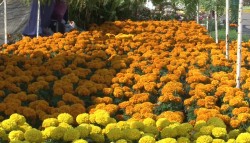 Incrementan ventas de flor de cempasúchil