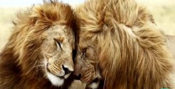 La historia de unos "leones gay" tiene enloquecido a los usuarios de redes sociales