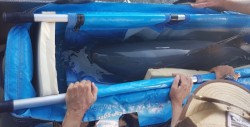 Muere vaquita marina durante operación de rescate en México