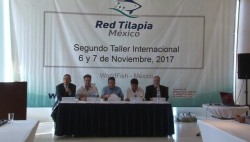 Planean crecimiento de la producción de tilapia