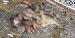 [Fuertes imágenes] Mujer alimentaba a perros con restos de otros cachorritos