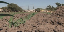 Mas de 346 mil has. sembradas en Sinaloa