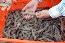 Ventila CANAINPESCA serios problemas de robo de camarón