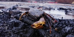 Pescadores mexicanos limpian playas tras derrame de crudo