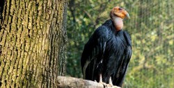 México firma convenio para proteger 25 especies de fauna silvestre en riesgo